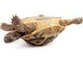 Dibujo20150601 small tortoise shell flipping nature com